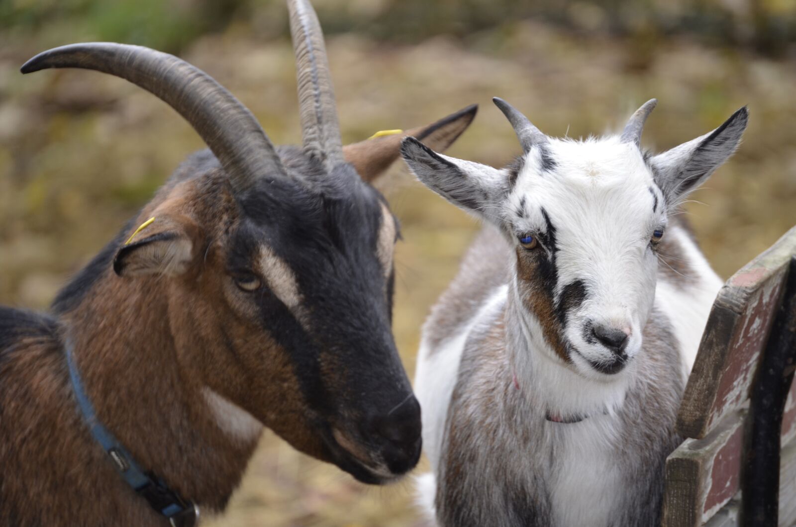 Nikon D5100 sample photo. Goat, white, bock photography
