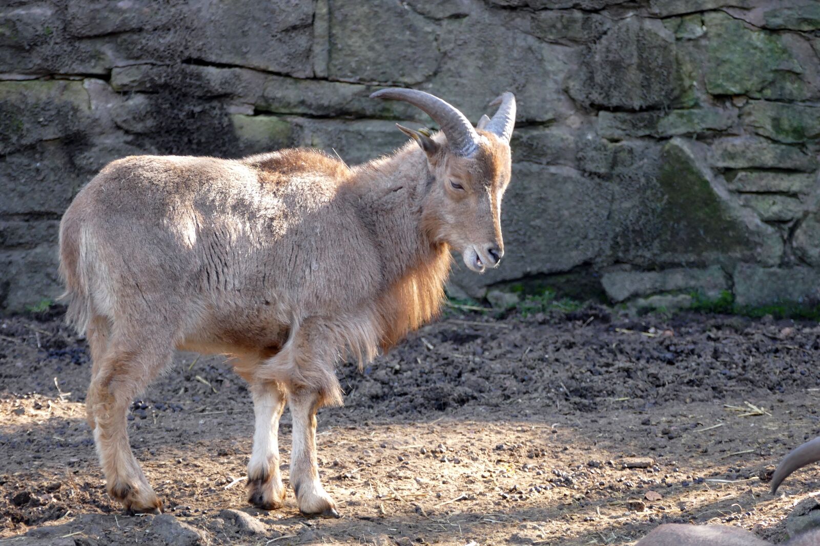 Panasonic Lumix DMC-FZ1000 sample photo. Mountain sheep, nature, animal photography