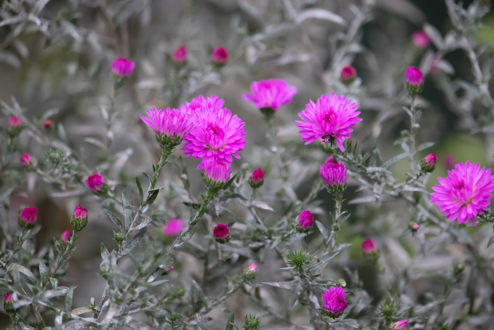 Canon EOS 77D (EOS 9000D / EOS 770D) sample photo. Asters, flowers, garden flowers photography
