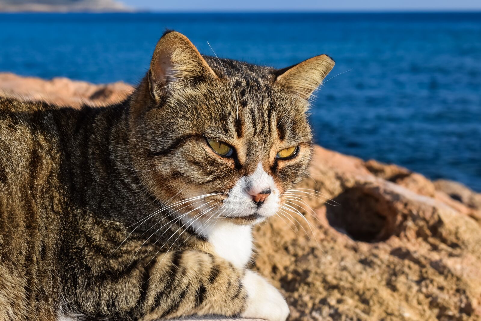 Nikon D3300 sample photo. Cat, stray, face photography