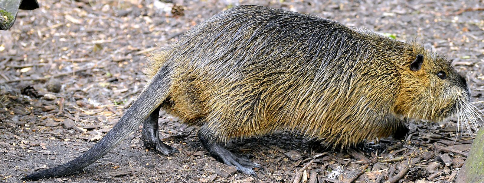 Nikon D3200 sample photo. Coypu, rat tail, nutria photography
