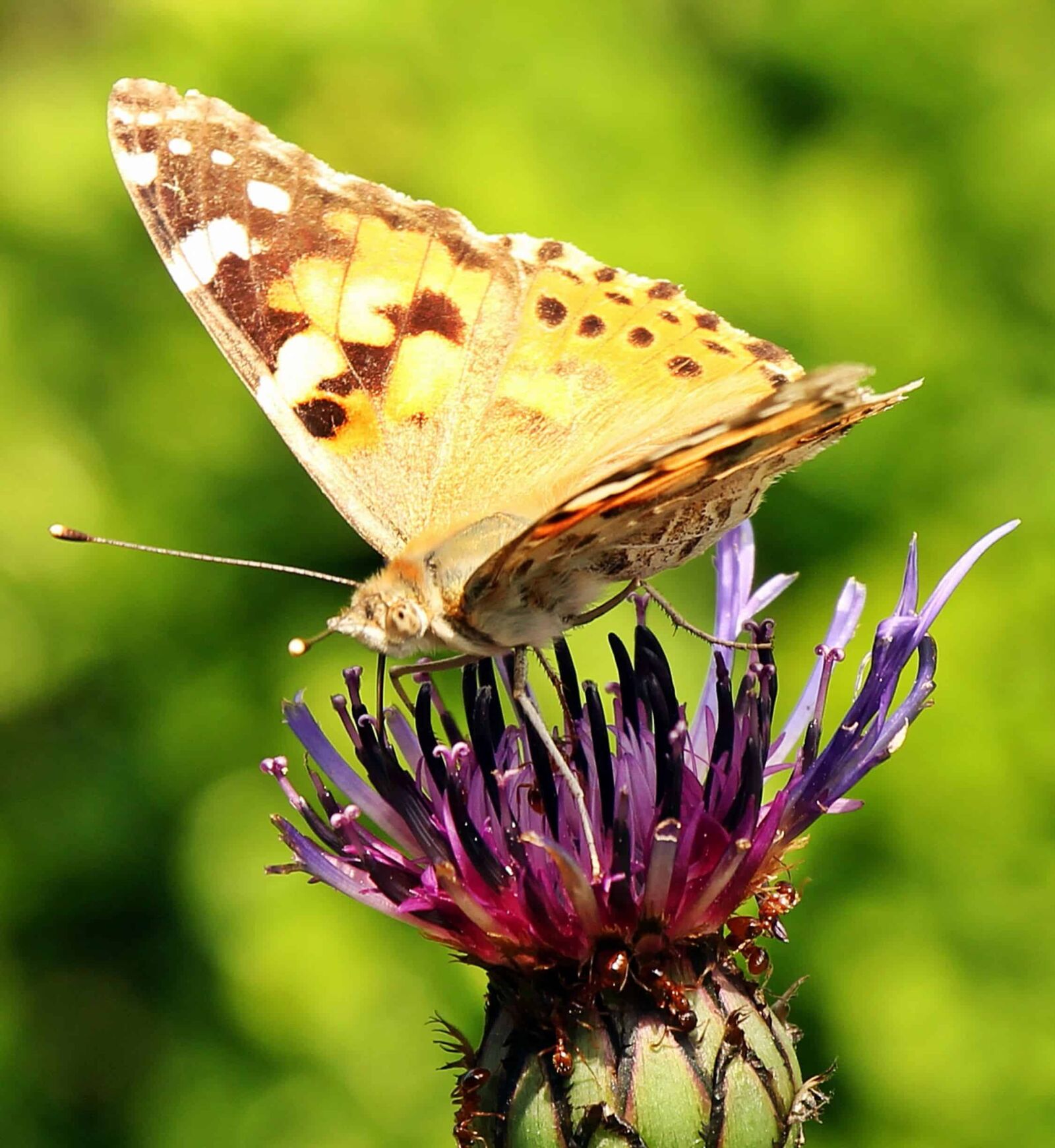 Canon EOS 550D (EOS Rebel T2i / EOS Kiss X4) sample photo. Insect, butterfly, nature, wildlife photography