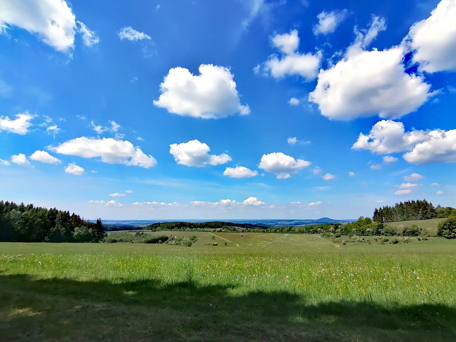 HUAWEI P30 LITE sample photo. Flower meadow, meadow, green photography