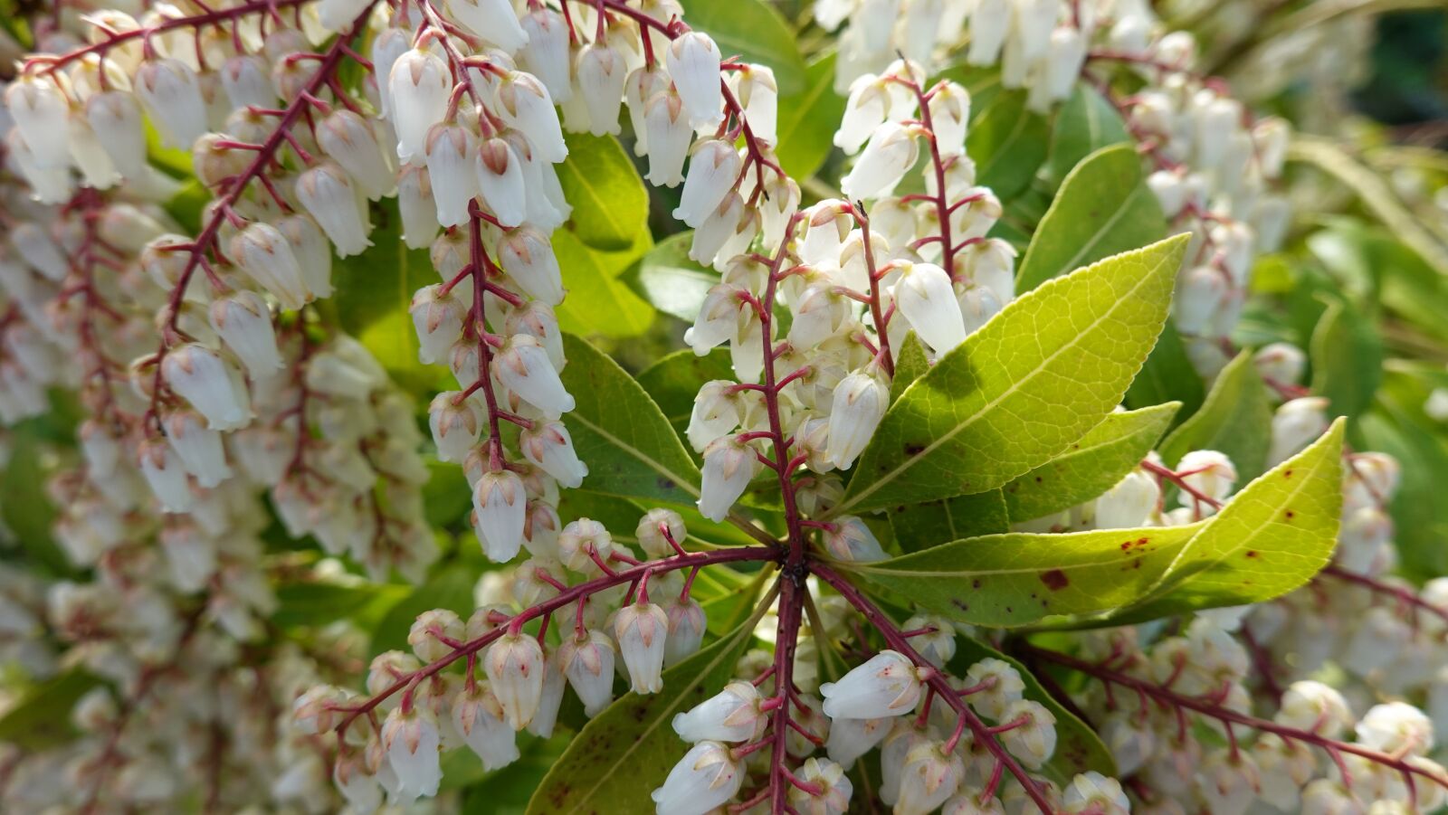 Sony Cyber-shot DSC-RX100 VI sample photo. Pieris japonica, rotsheide, white photography