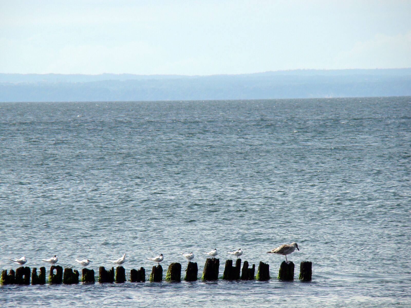 Sony Cyber-shot DSC-H50 sample photo. Sea, birds, breakwater photography