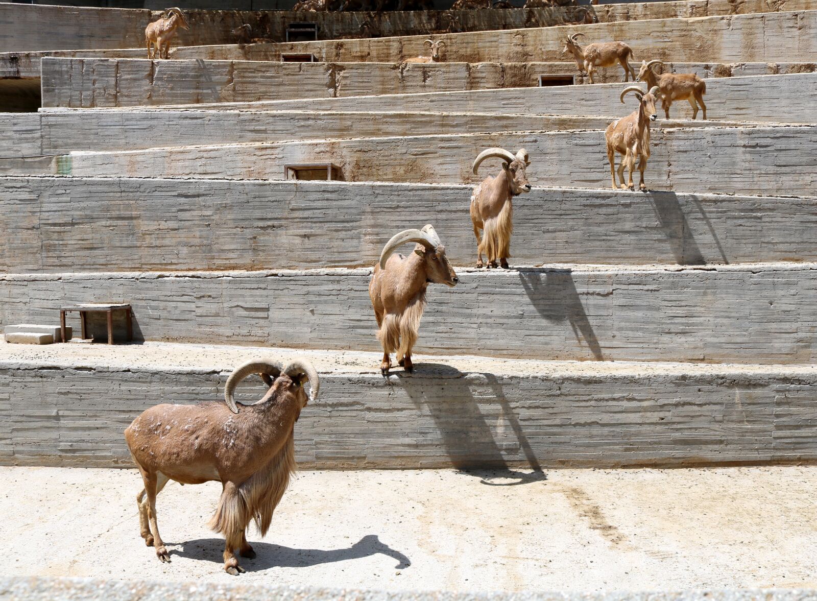 Canon EOS 750D (EOS Rebel T6i / EOS Kiss X8i) sample photo. Goat, zoo, animal photography