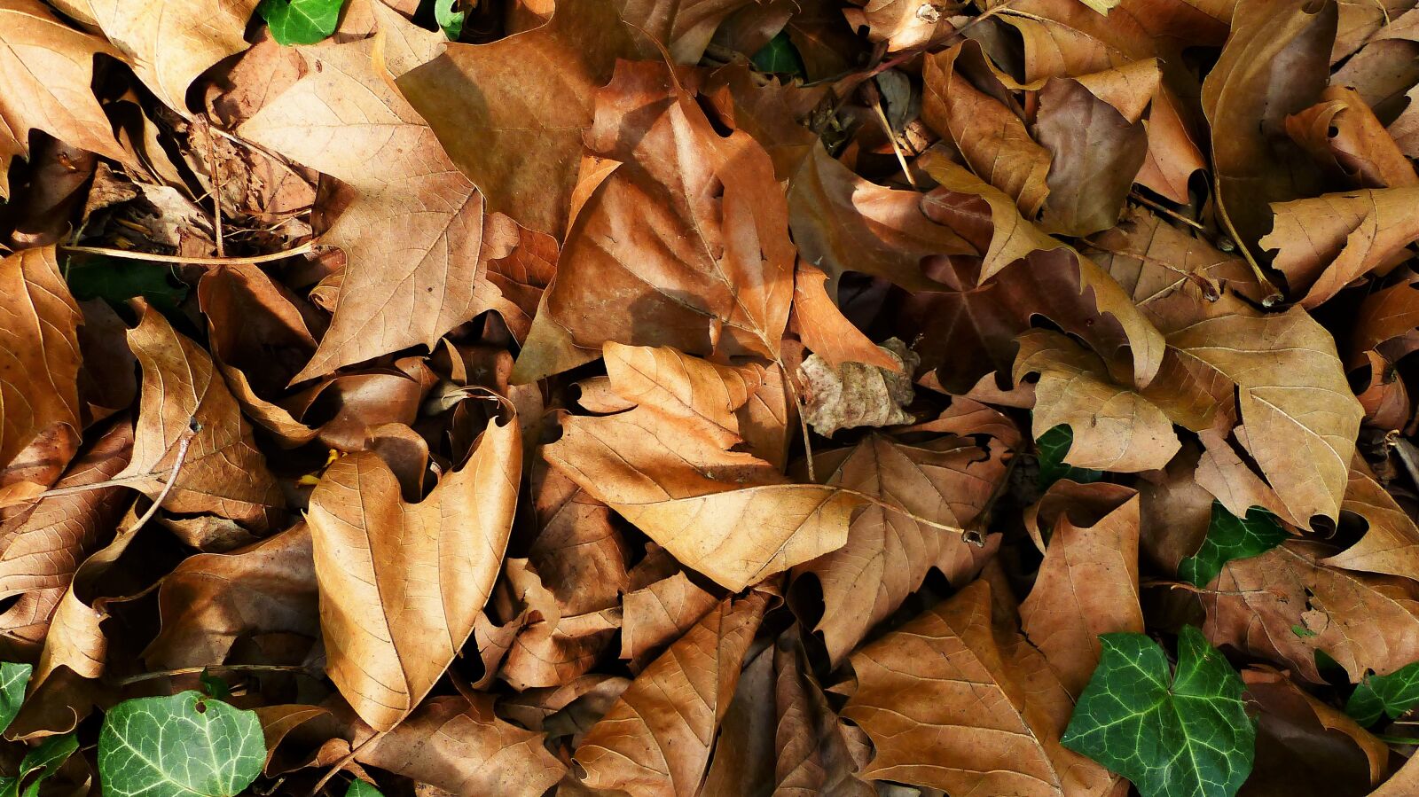 Panasonic Lumix DMC-FZ200 sample photo. Fall, leaf, nature photography