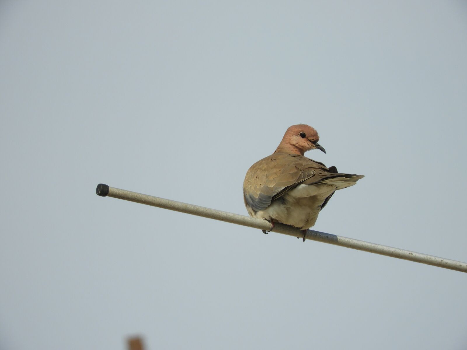 Nikon Coolpix B700 sample photo. Bird, bird eye, lunar photography