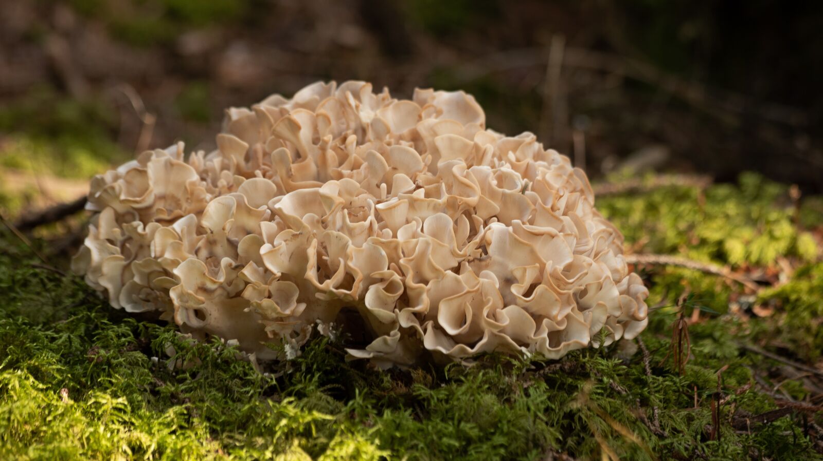 Canon EF 70-300mm F4-5.6 IS USM sample photo. Cauliflower mushroom, mushroom, forest photography