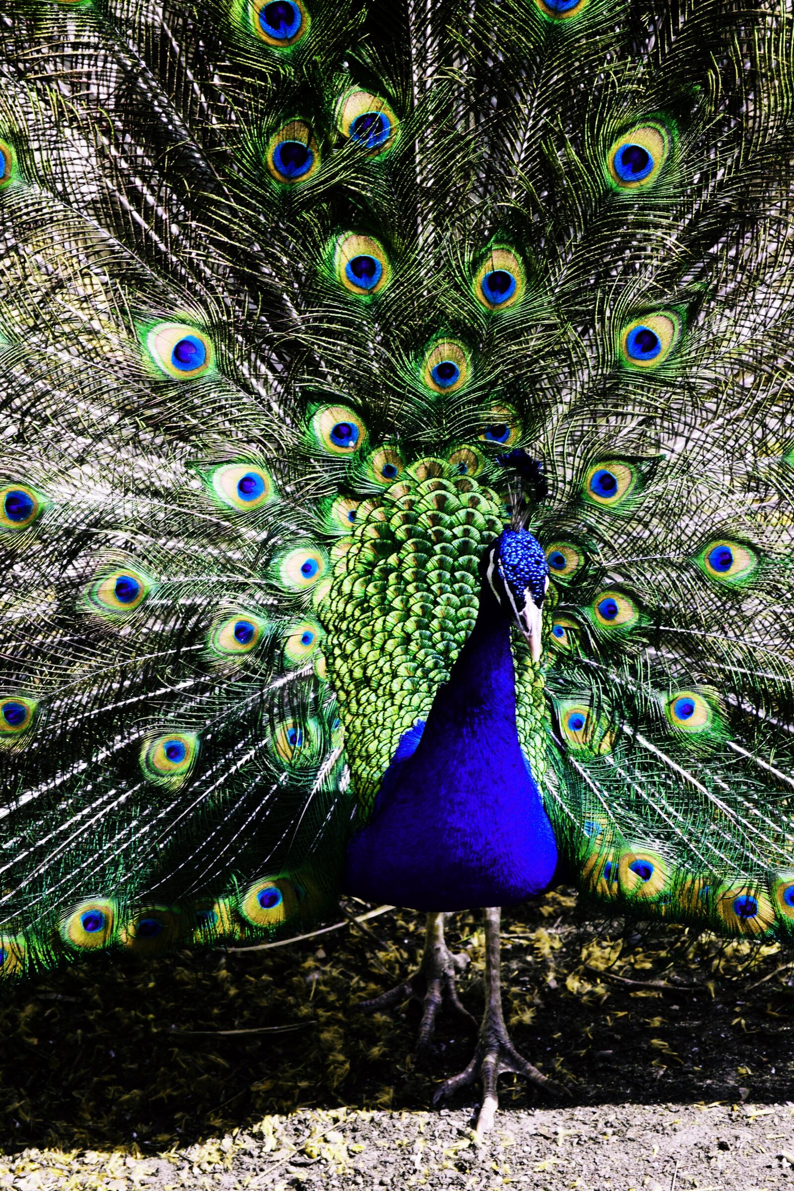 Nikon D3300 sample photo. Animal, peacock, pen photography