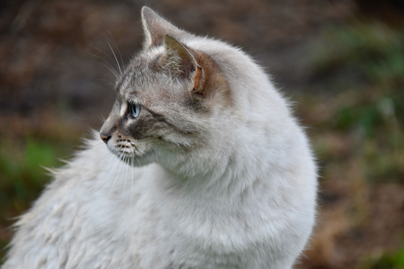 Nikon D5600 sample photo. Cat, alley cat, european photography