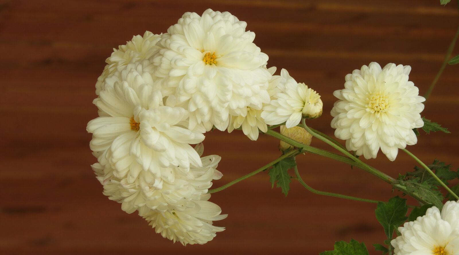 Nikon Coolpix B700 sample photo. Flower, nature, plant photography