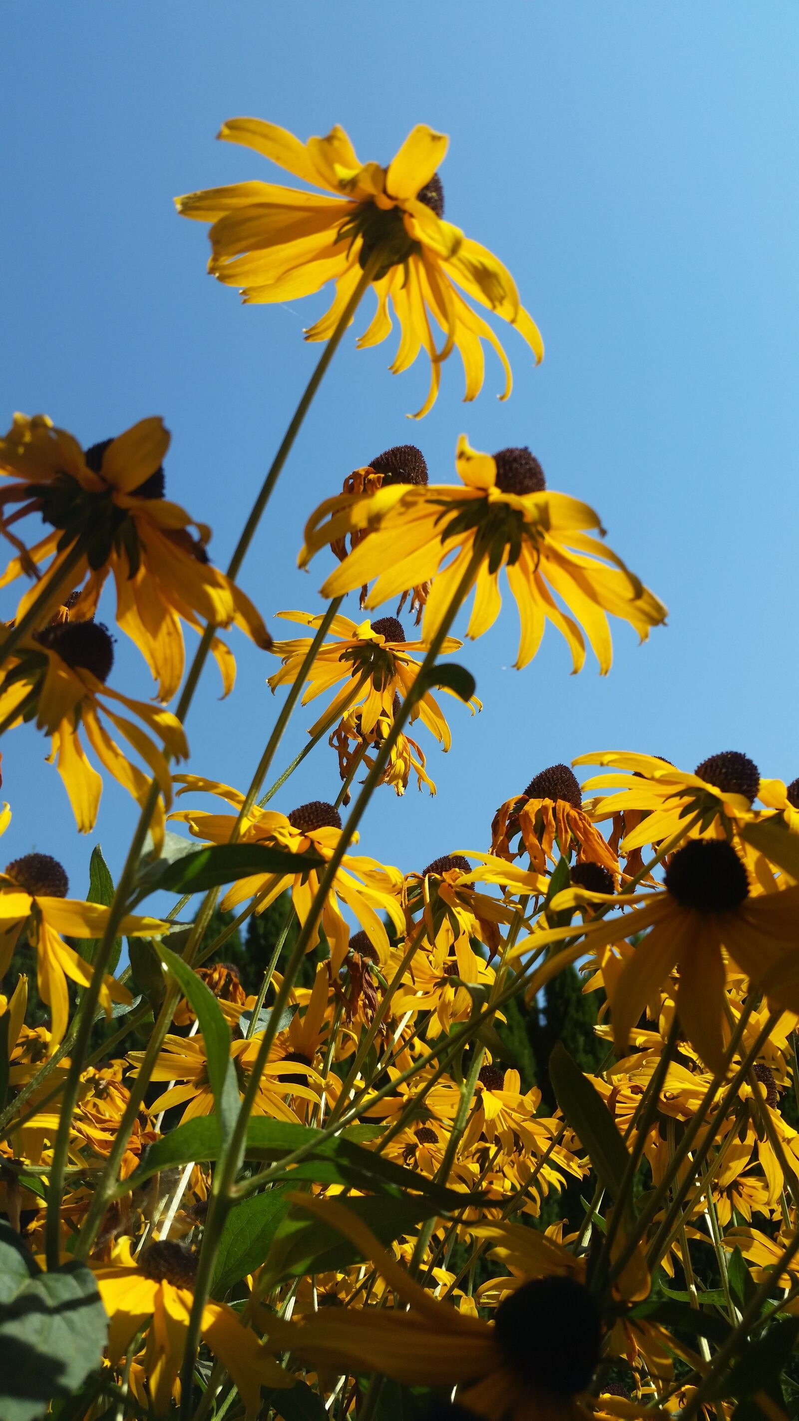 Samsung Galaxy S5 sample photo. Flowers, yellow, sunflowers photography