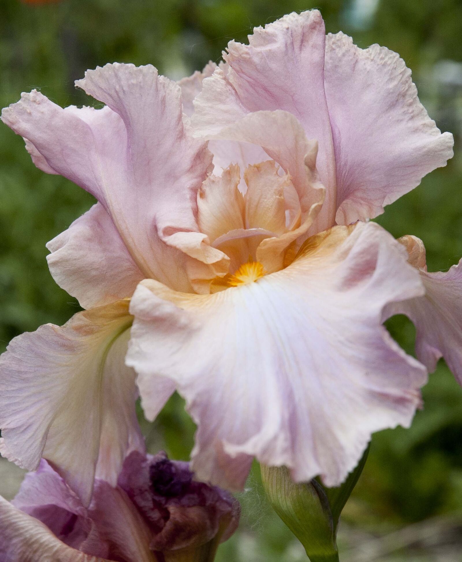 Nikon D70 sample photo. Pink, iris, flower photography