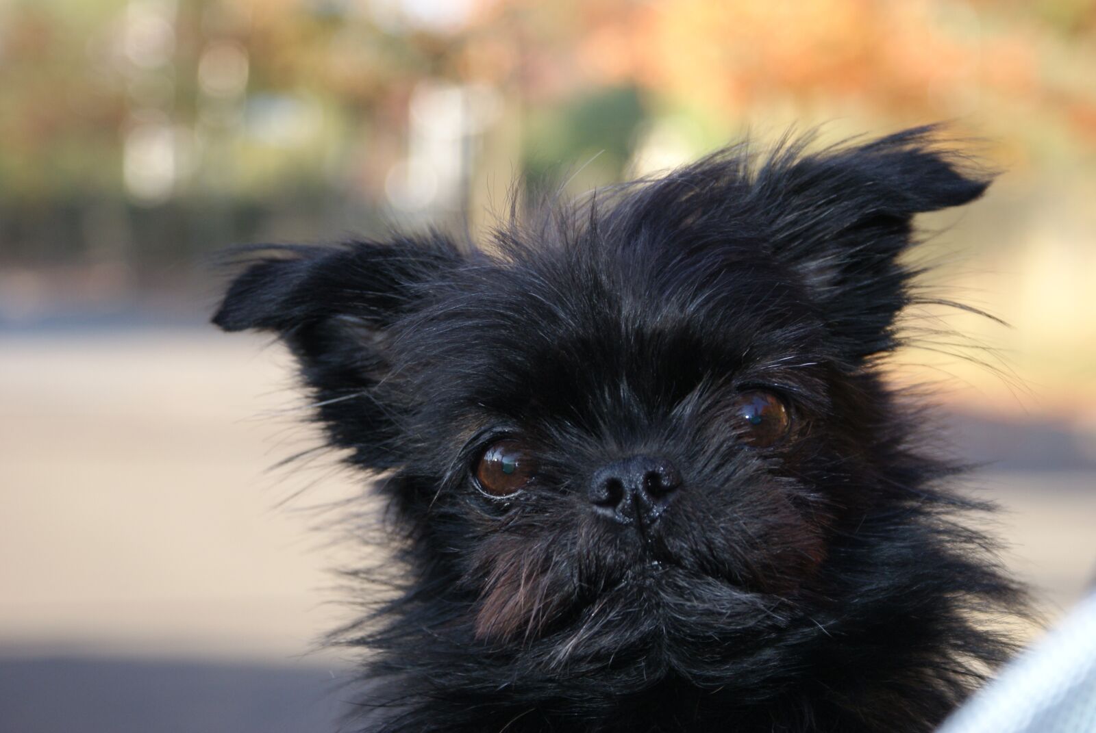 Sony Alpha DSLR-A200 sample photo. Animal, cute, portrait photography