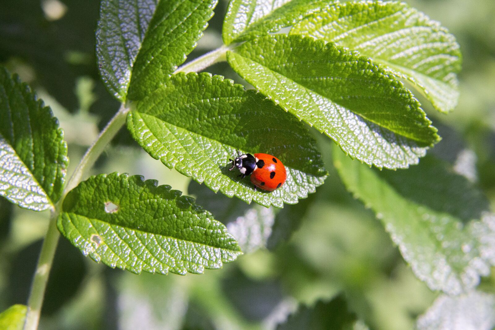 Canon EOS 60D sample photo. Summer, ladybug, insect photography