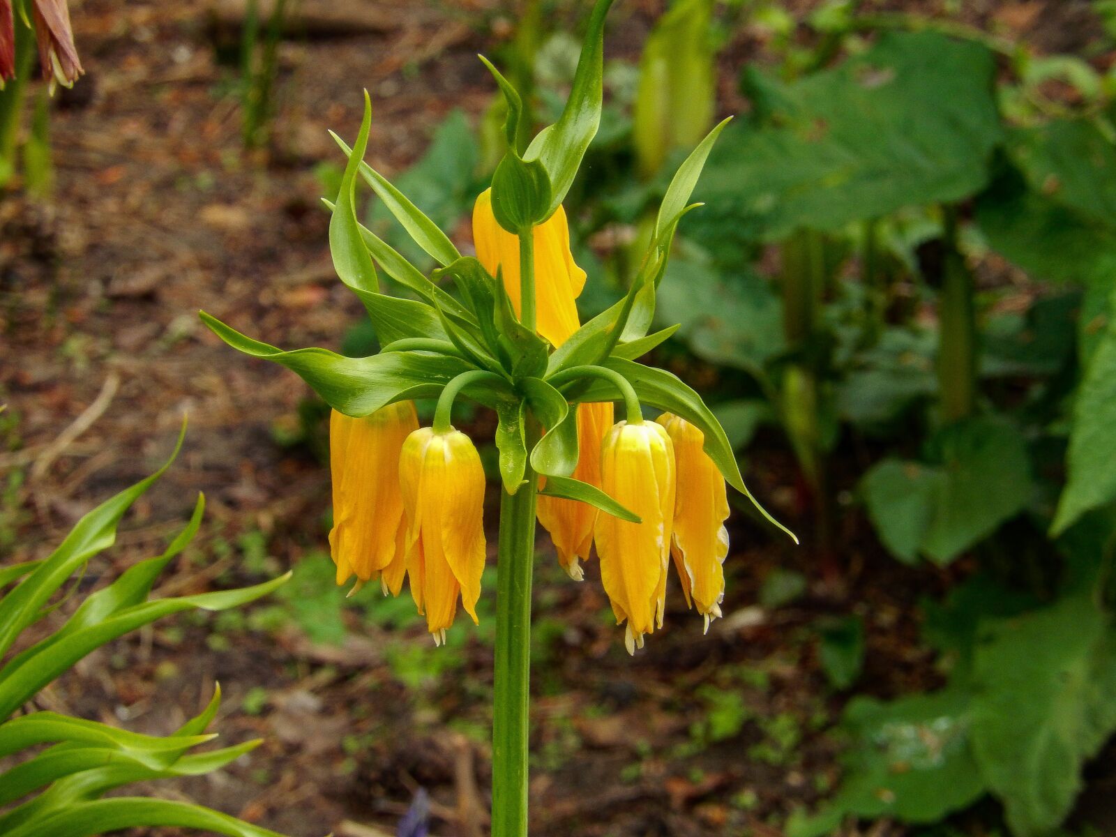 Nikon Coolpix S9500 sample photo. Imperial crown, fritillaria imperialis photography