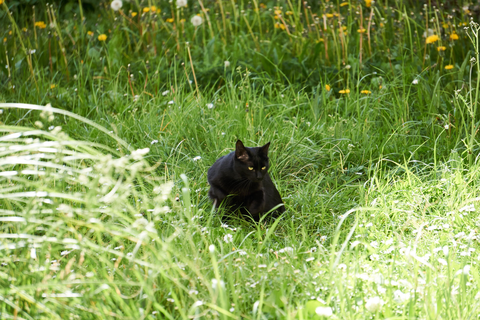 Sony E 55-210mm F4.5-6.3 OSS sample photo. Animal, de, compagnie, chat photography