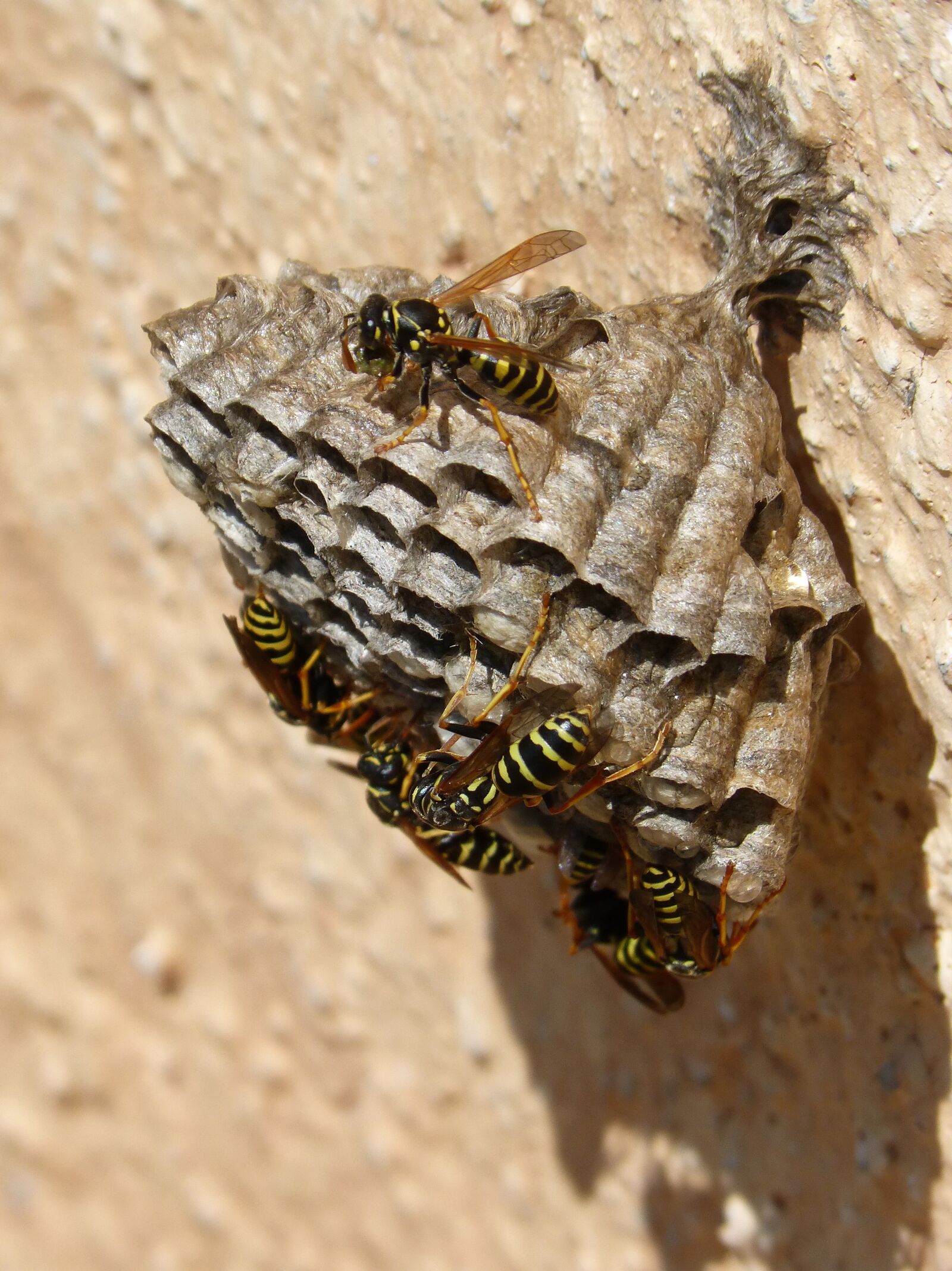 Panasonic DMC-FZ62 sample photo. Wasps' nest, wasps, plant photography