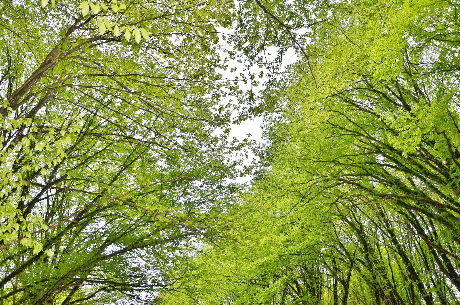 Nikon D7000 sample photo. Tree, landscape, nature photography
