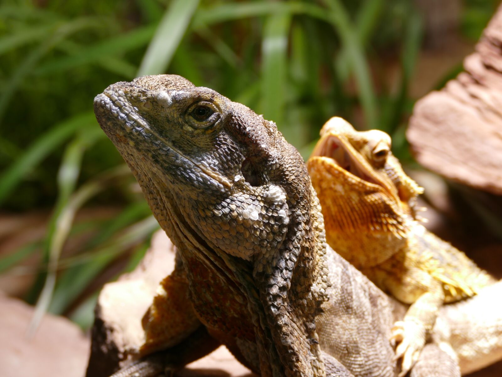 Panasonic Lumix DMC-FZ1000 sample photo. Nature, lizard, reptile photography