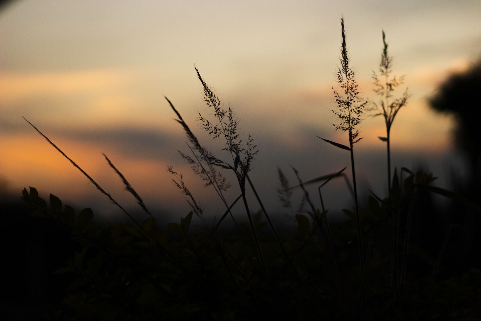 Canon EF 50mm F1.8 STM sample photo. Sunset, end of afternoon photography