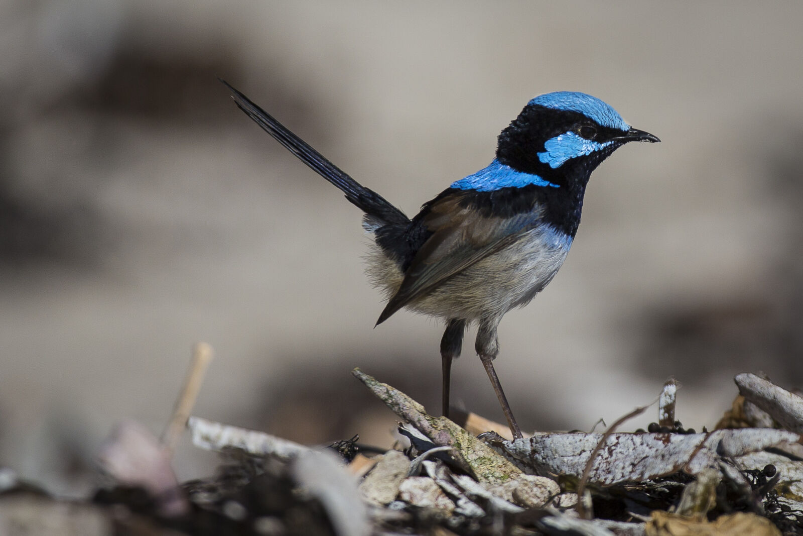 Canon EF 70-200mm F4L USM sample photo. Nature, bird, australia, wren photography
