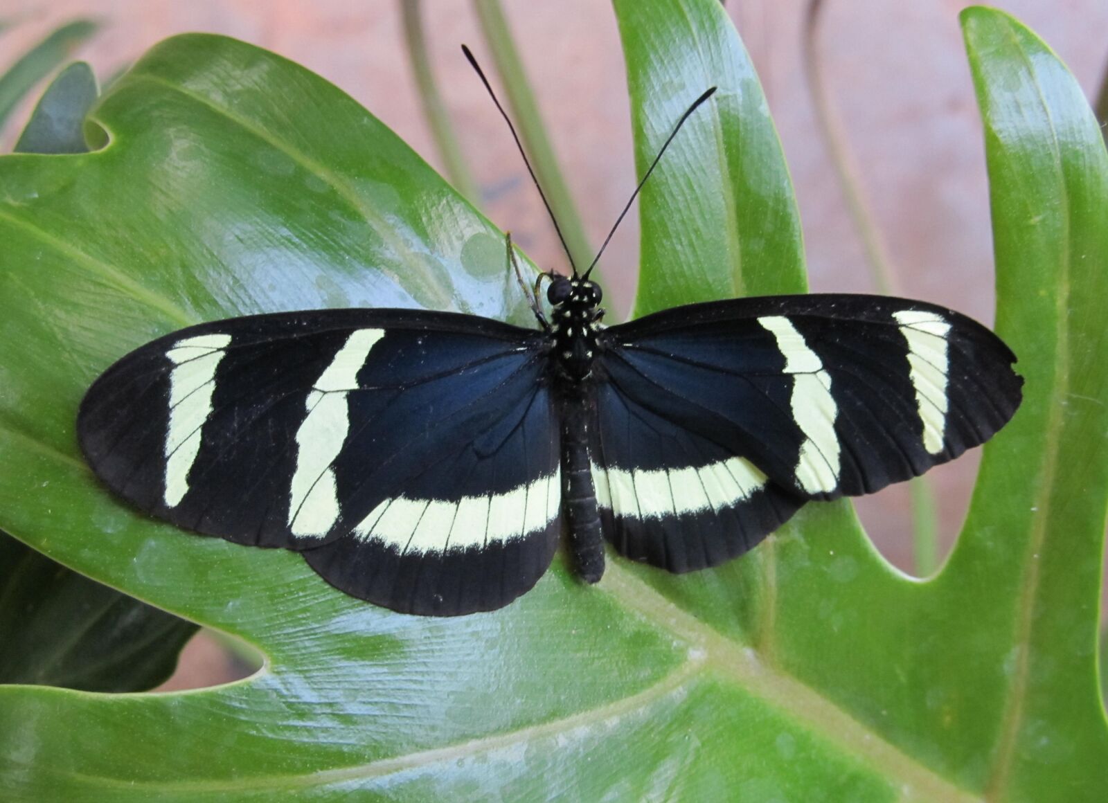 Canon PowerShot SX130 IS sample photo. Butterfly, hewitsoni longwing, macro photography