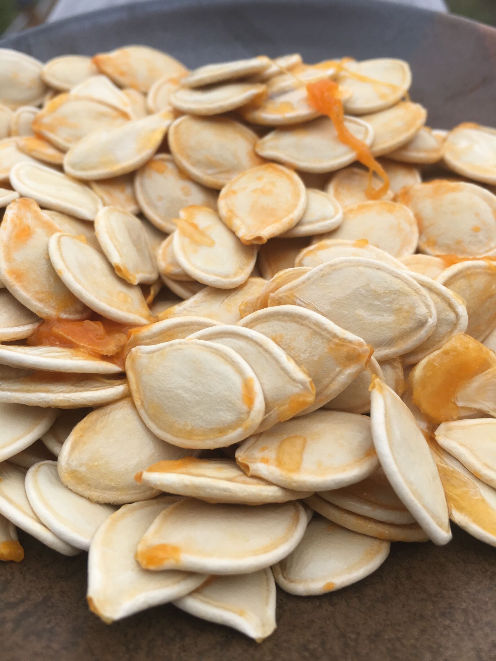 Apple iPhone 6s sample photo. Pumpkin seeds, pumpkin, fall photography