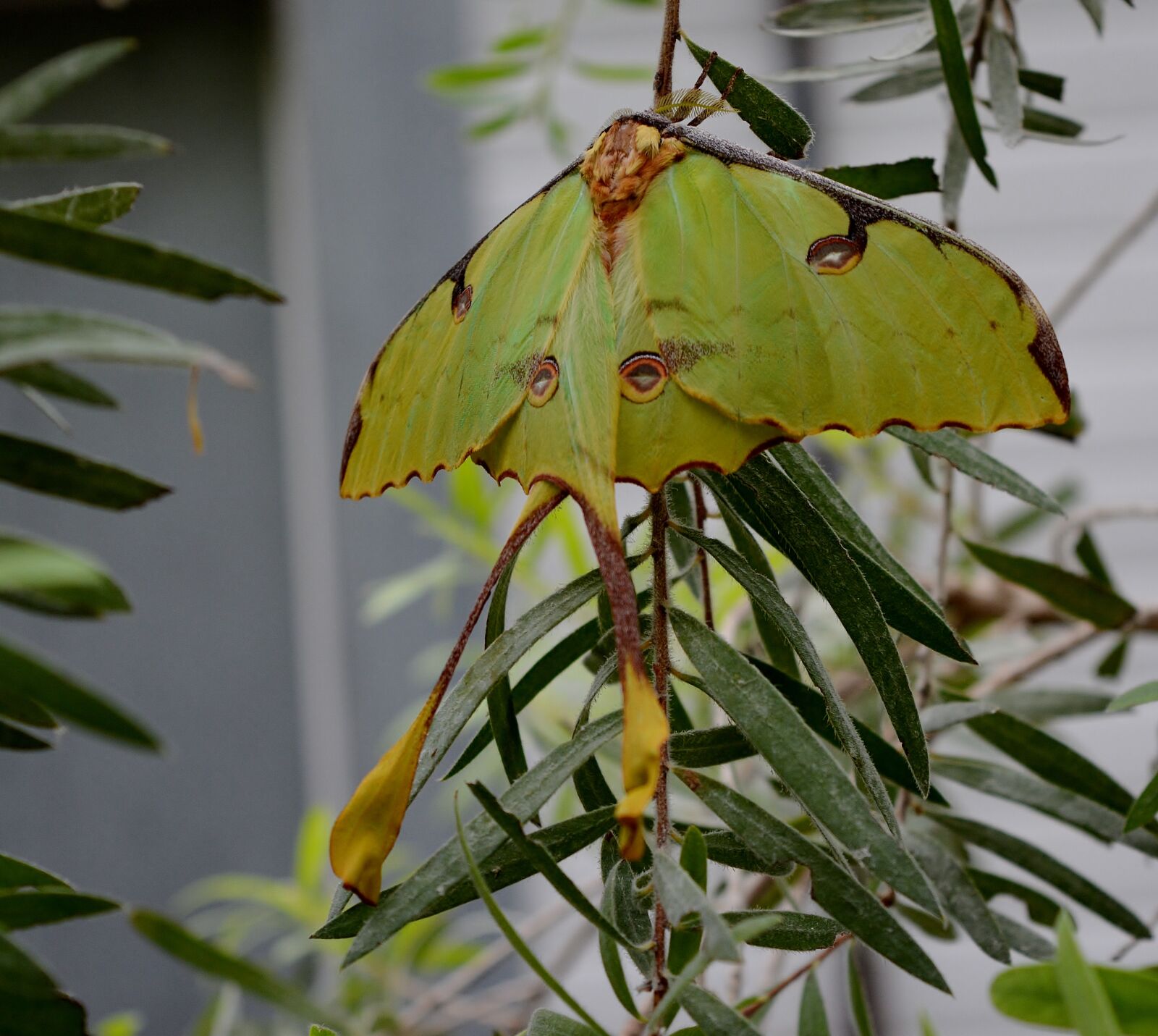 Nikon D5200 sample photo. Butterfly, tropical, close up photography