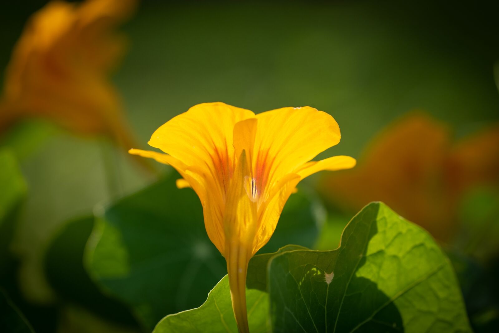 Nikon D750 sample photo. Flower, blossom, bloom photography