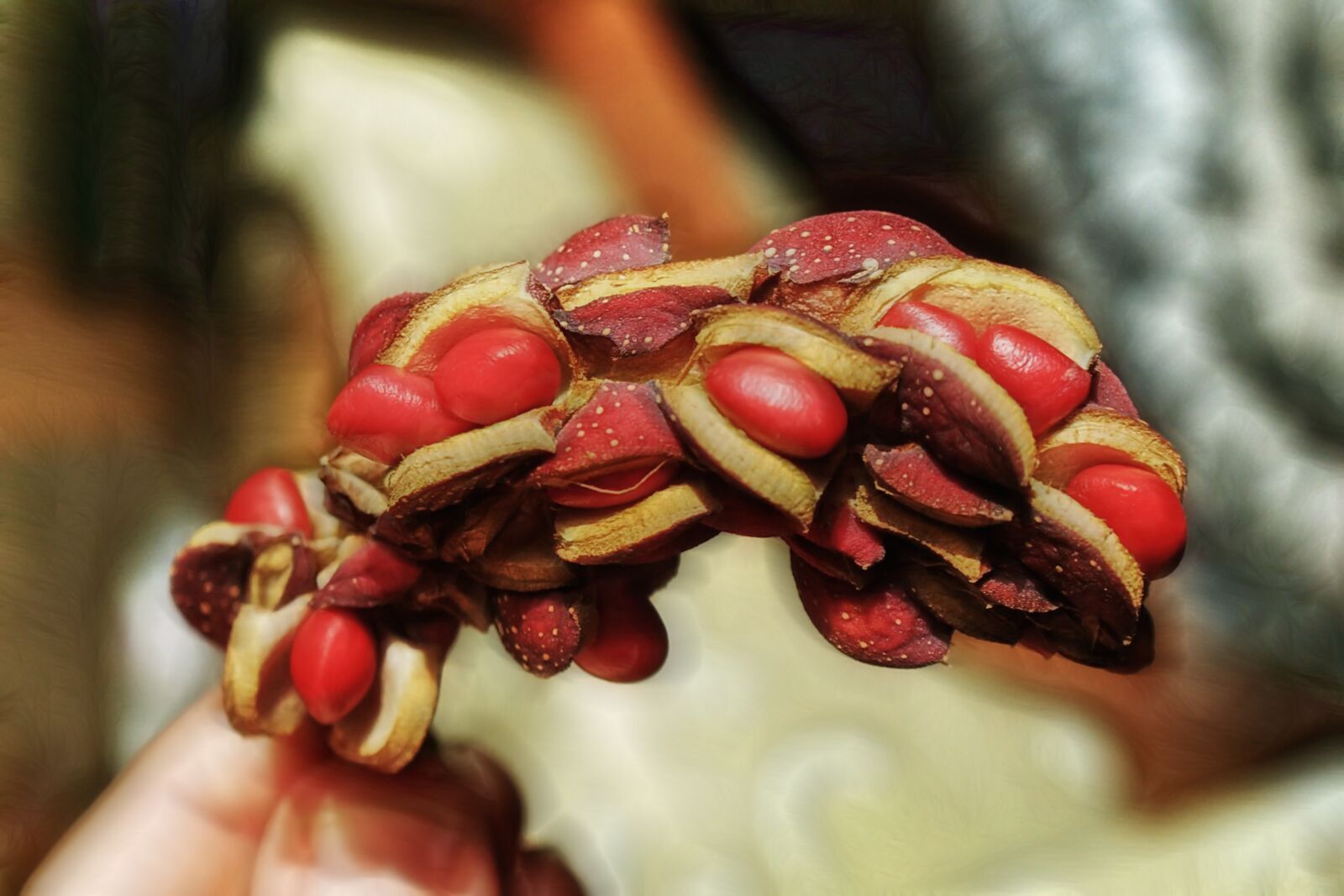Canon EOS 70D sample photo. Desktop wallpaper, magnolia seed photography