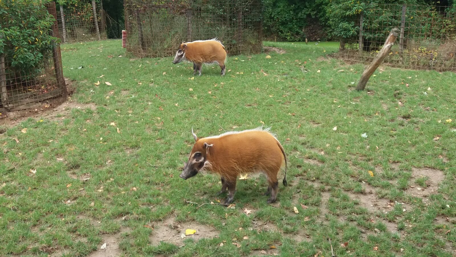 Samsung SM-J500FN sample photo. Pig, wild, brown photography