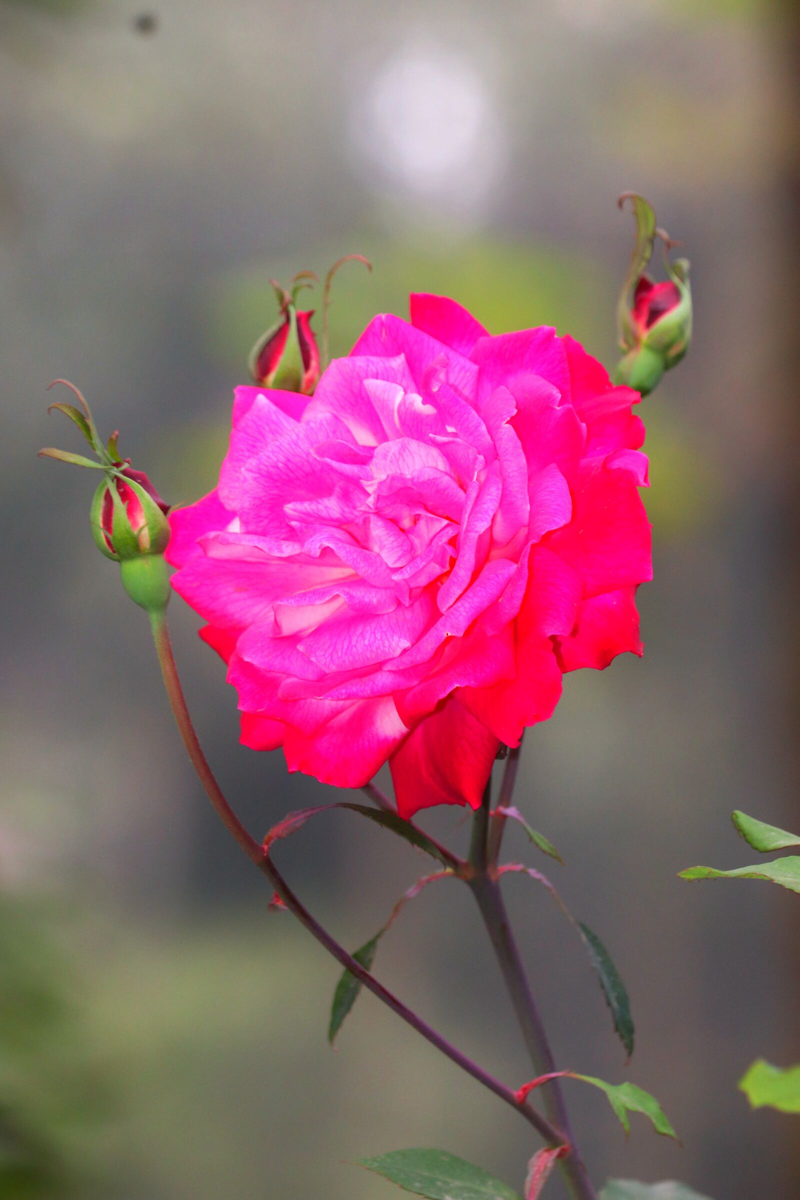 Canon EOS 200D (EOS Rebel SL2 / EOS Kiss X9) + Canon EF-S 55-250mm F4-5.6 IS STM sample photo. Flowers, rose, nice photography