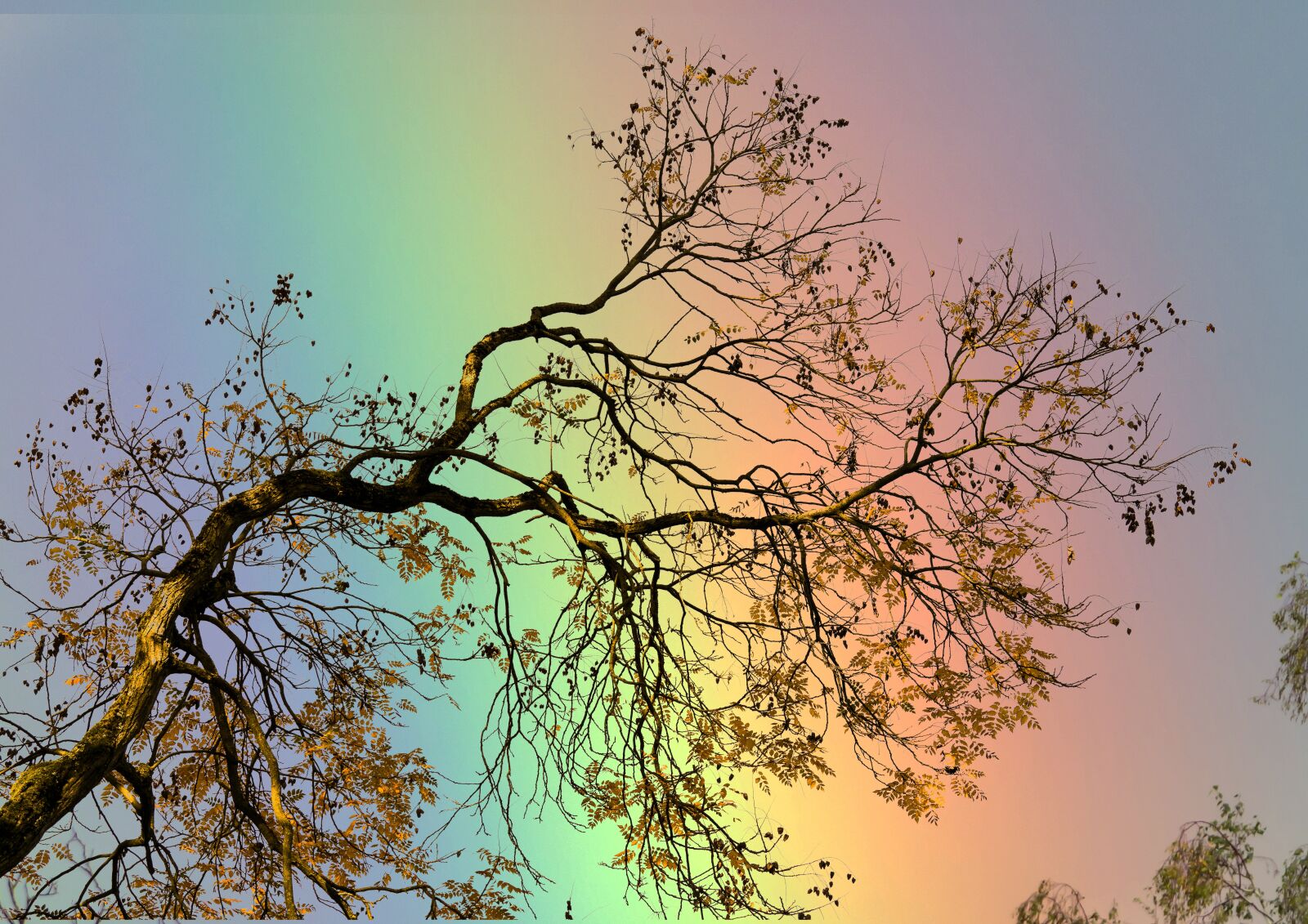 Sony a7R II + Sony FE 70-300mm F4.5-5.6 G OSS sample photo. Rainbow, branch, boxer shorts photography