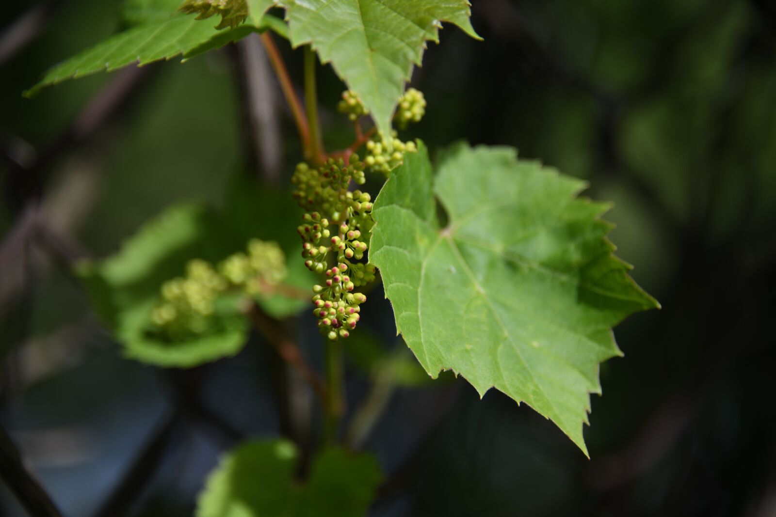 Nikon D850 sample photo. Vine, grape, unripe photography