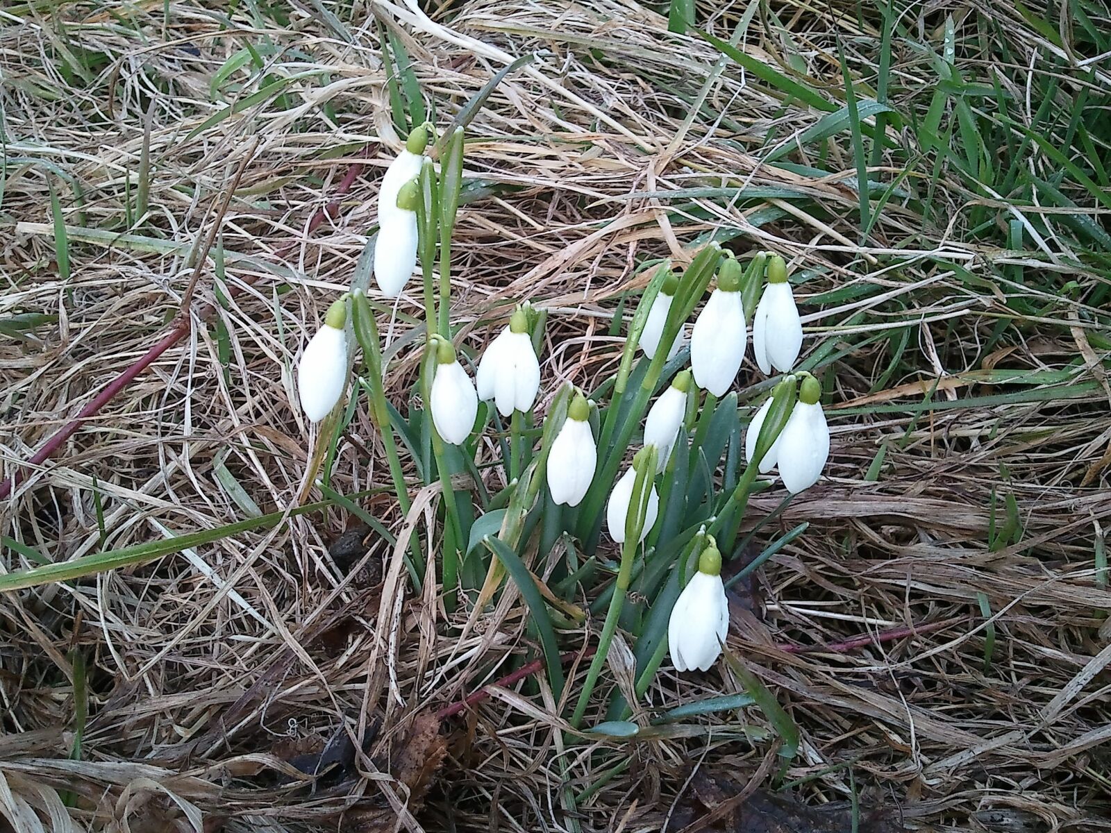 Samsung GT-S8500 sample photo. Snowdrop, february, spring photography