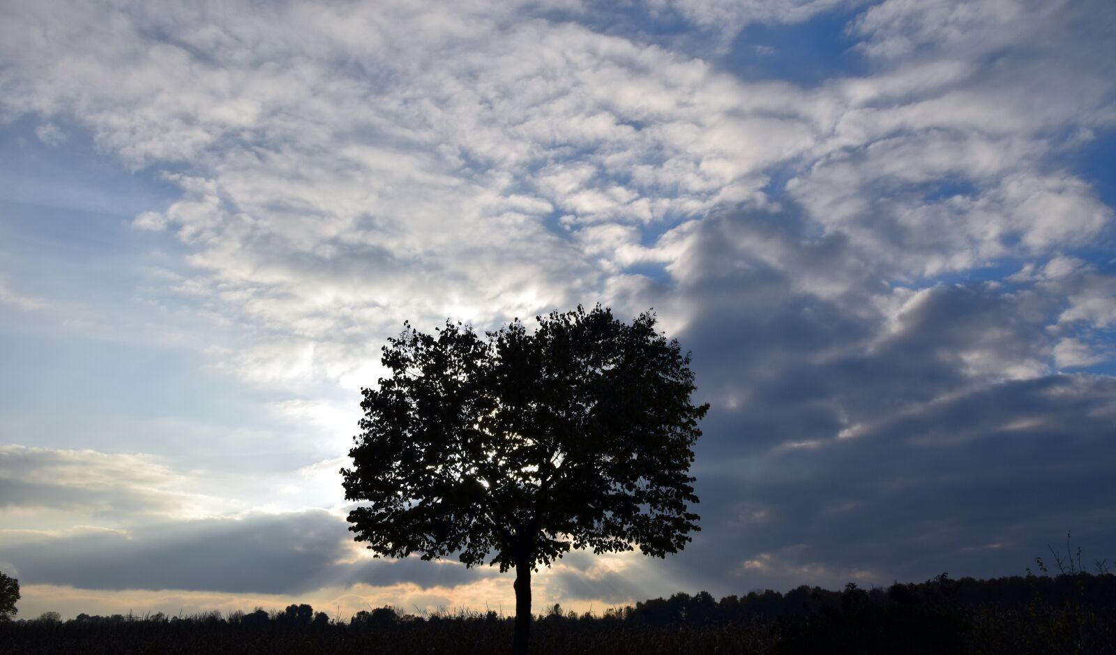 Nikon D3300 sample photo. Tree, evening, sunset photography