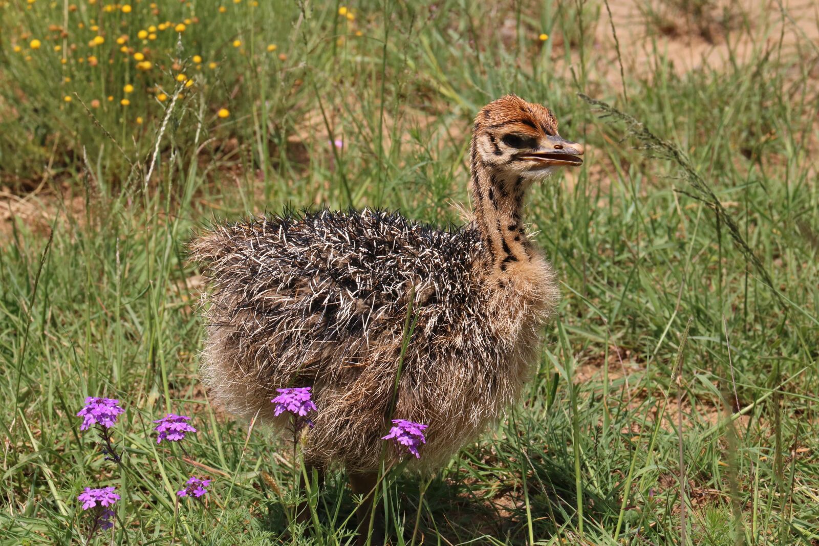 Canon EOS 760D (EOS Rebel T6s / EOS 8000D) sample photo. Strauss, bouquet, bird bouquet photography
