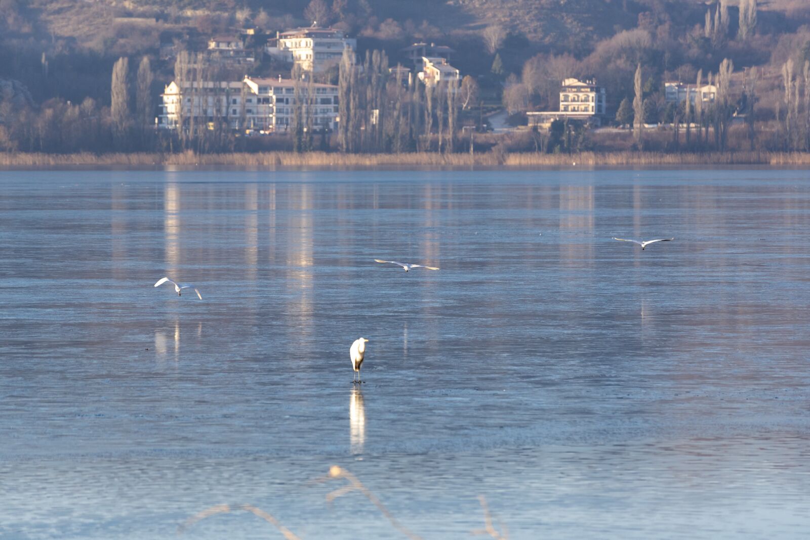 Nikon D750 sample photo. Ice, frozen, birds photography
