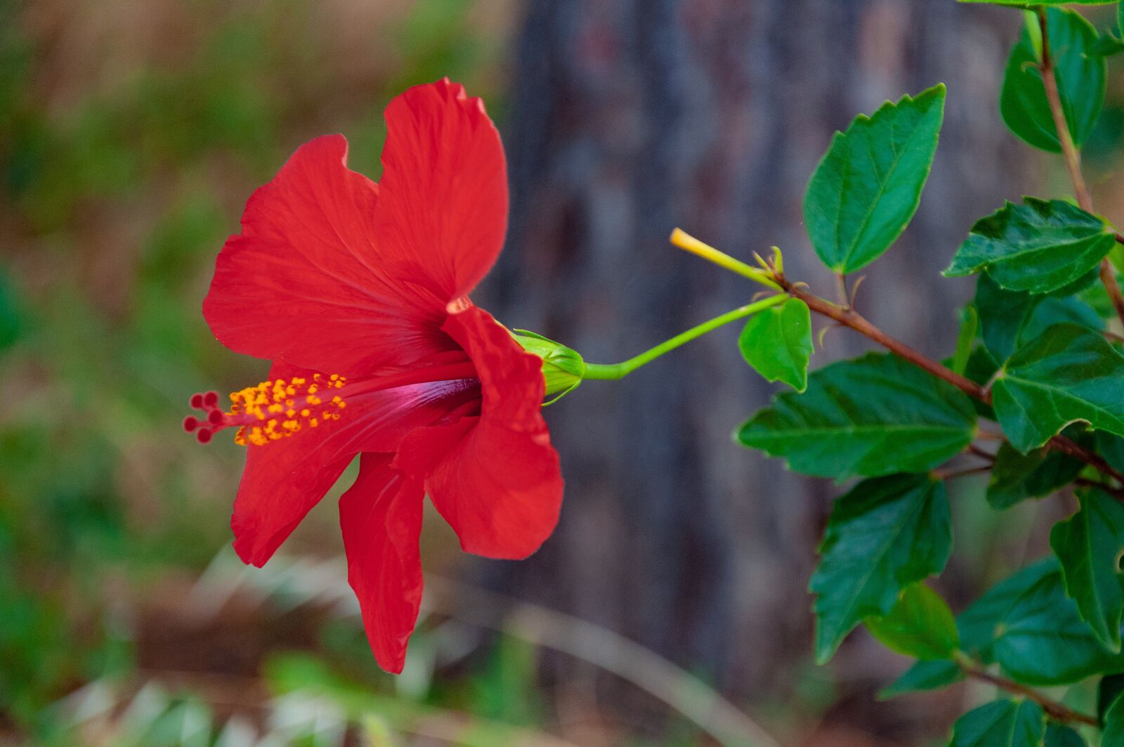 Nikon D90 sample photo. Flower, red, beauty photography