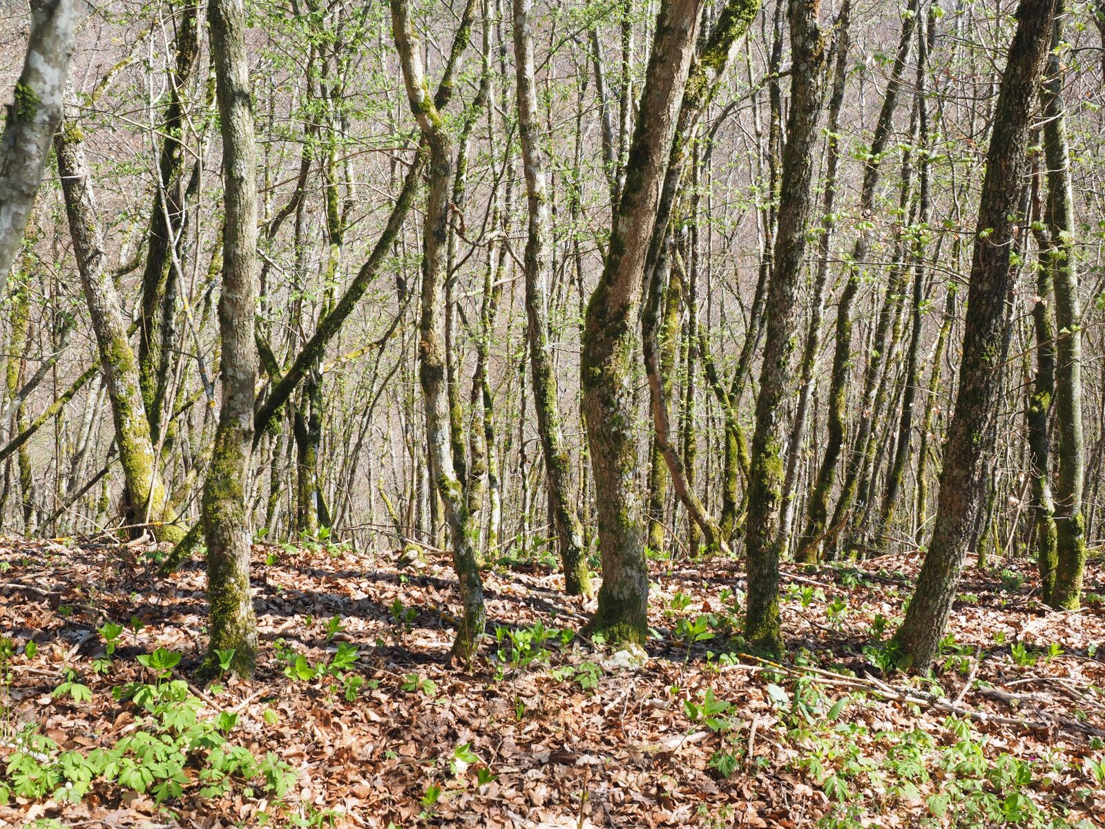 Olympus OM-D E-M1 + Olympus M.Zuiko Digital ED 12-40mm F2.8 Pro sample photo. Forest, tree trunks, nature photography