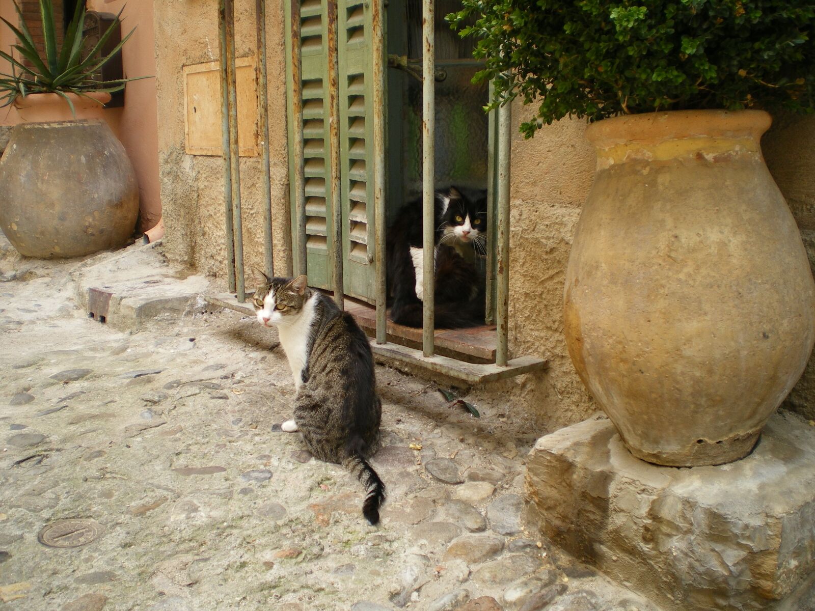 Pentax OPTIO L40 sample photo. Cats, south, france photography