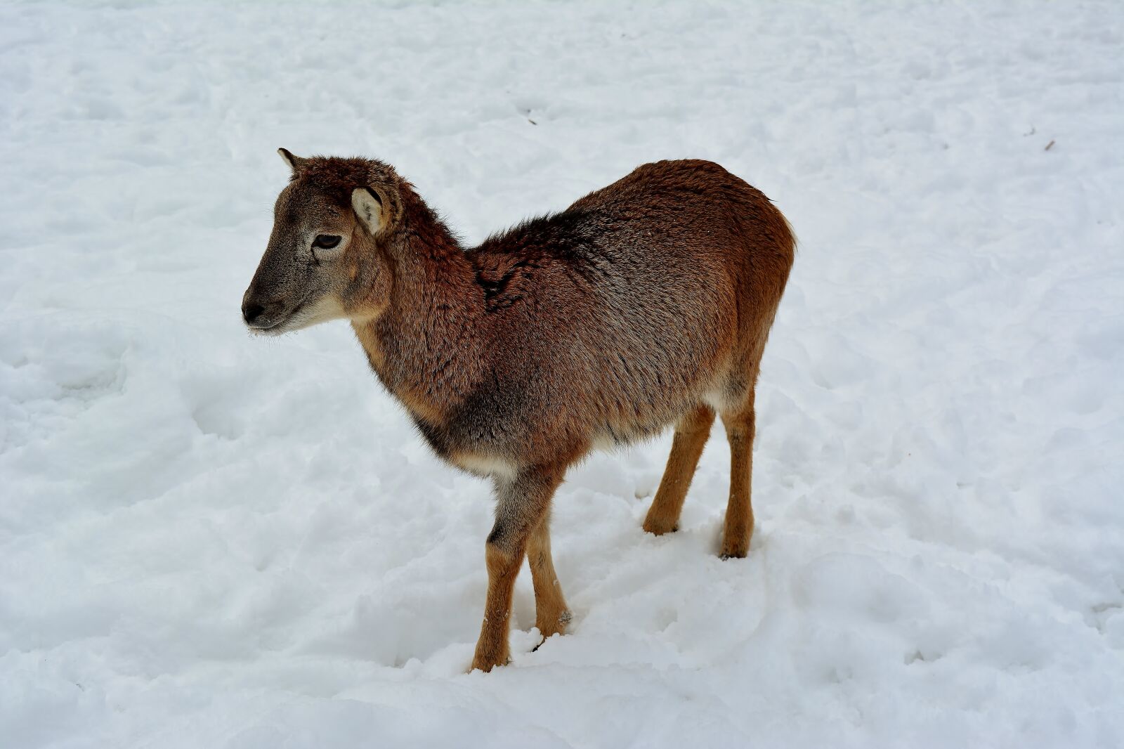 Nikon D5200 sample photo. Sheep, snow, winter photography