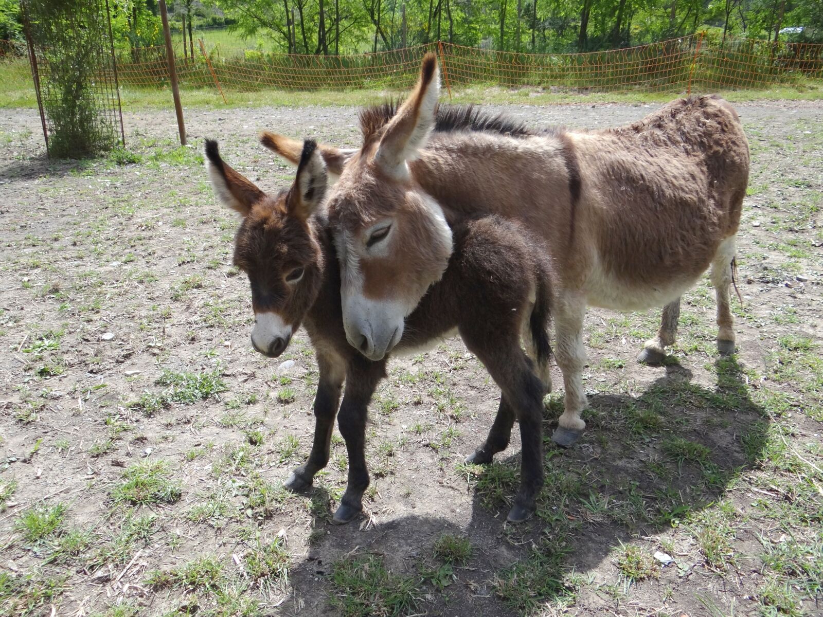 Sony Cyber-shot DSC-HX100V sample photo. Donkeys, us, american photography