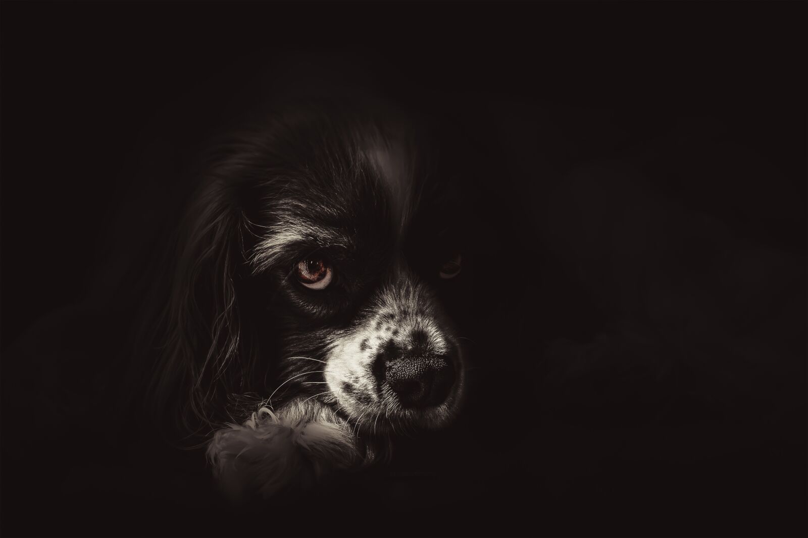 Sony a6000 + E 60mm F2.8 sample photo. Dog, cute, puppy photography