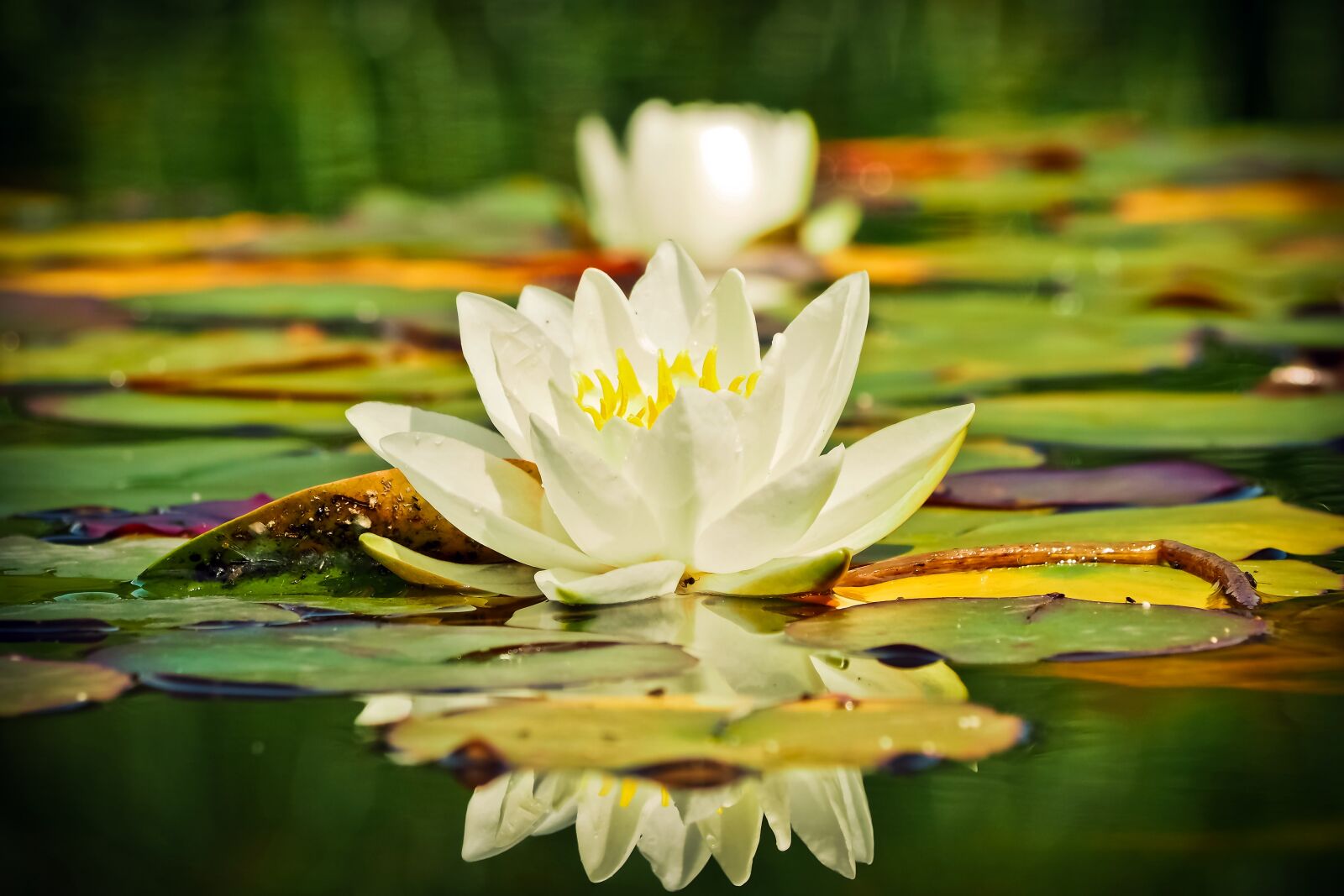 Olympus OM-D E-M10 sample photo. Water lily, nuphar lutea photography