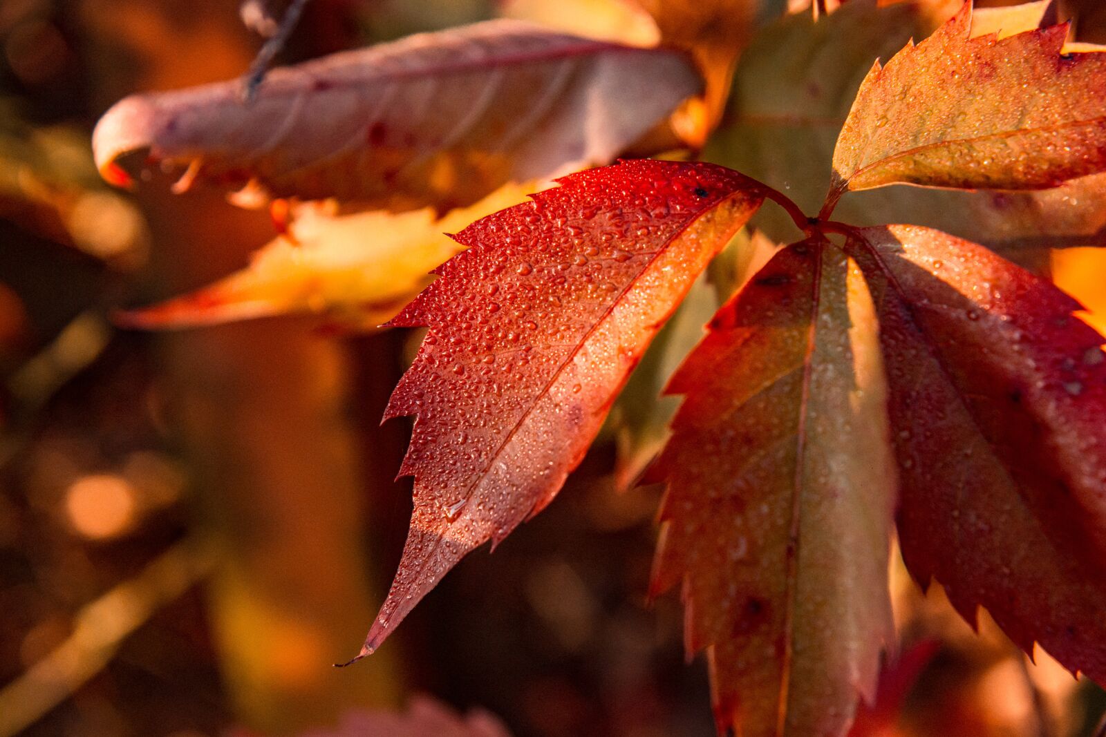 Canon EOS 700D (EOS Rebel T5i / EOS Kiss X7i) sample photo. Autumn, foliage, leaves photography