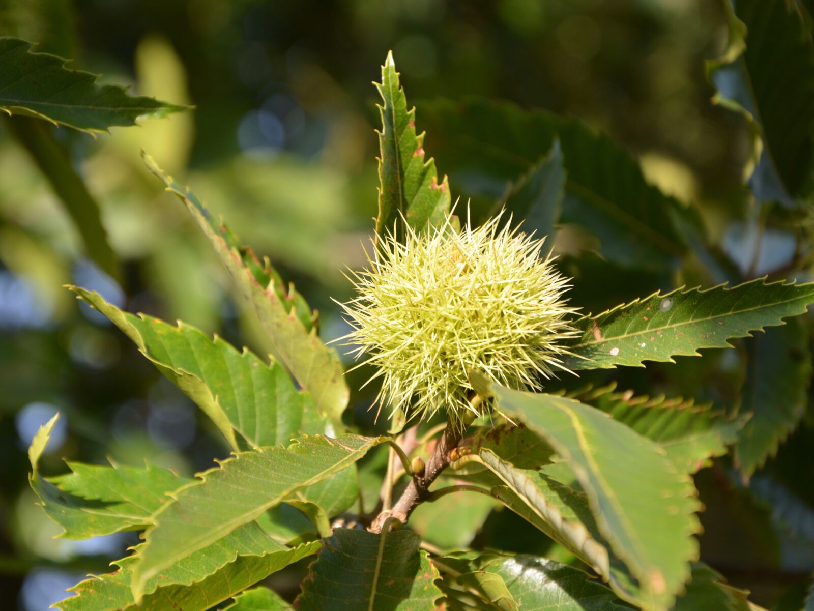 Nikon D5200 sample photo. Chestnut, bug, thorny photography