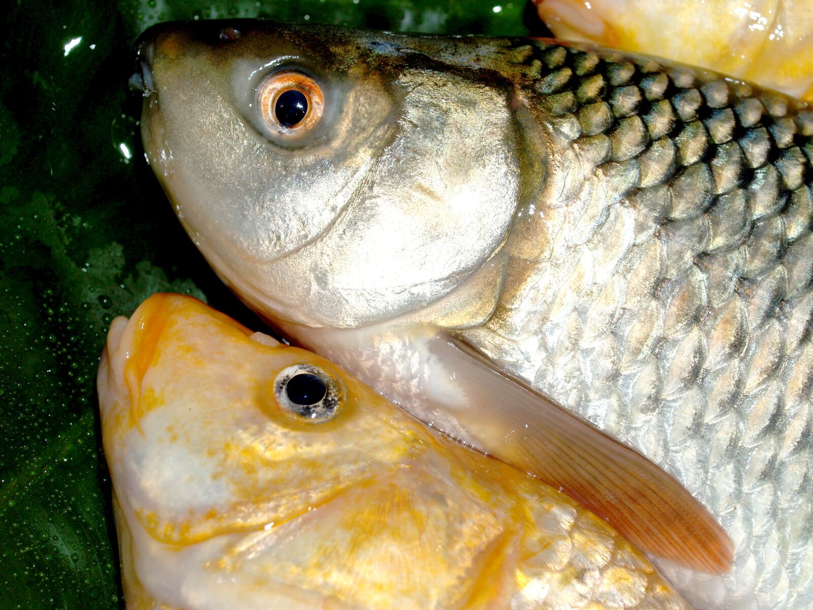 Olympus E-300 (EVOLT E-300) sample photo. Fish, carp, meal photography